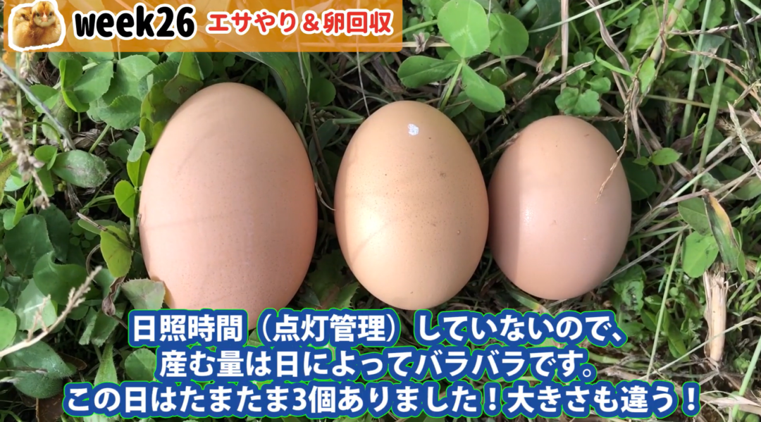 生後185日目 毎朝のエサやりと卵回収 毎日順調に産んでる